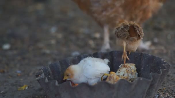 Henne und Hühner — Stockvideo