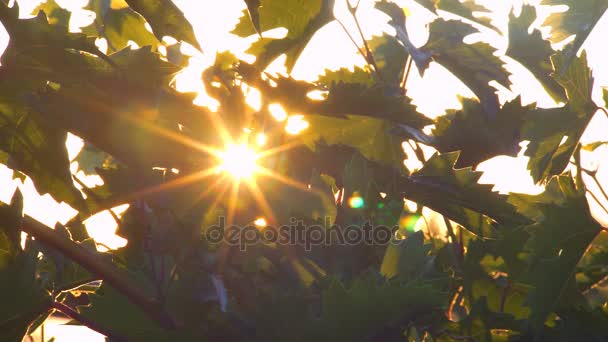 Le soleil dans les branches des arbres — Video