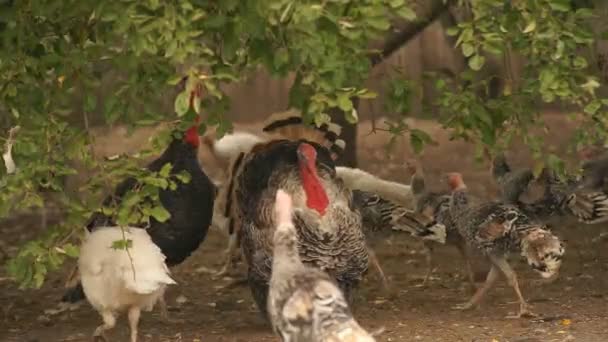 Dindes dans la basse-cour 