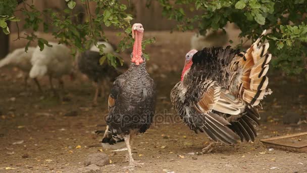 Dindes dans la basse-cour 