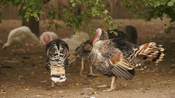 Pavo en el corral — Vídeo de stock