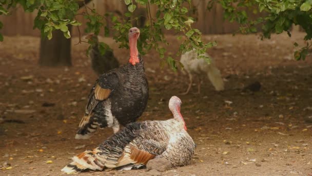 Dindes dans la basse-cour 