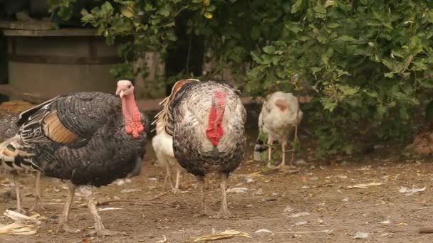 Turkeys in the barnyard — Stock Video