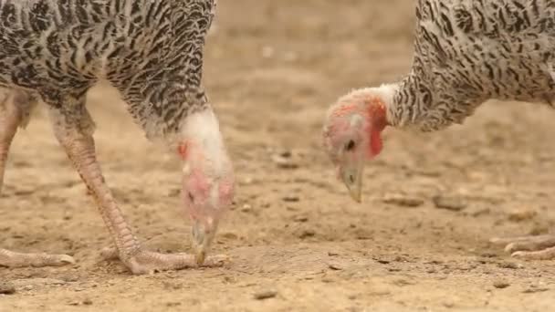 Γαλοπούλες στην barnyard — Αρχείο Βίντεο