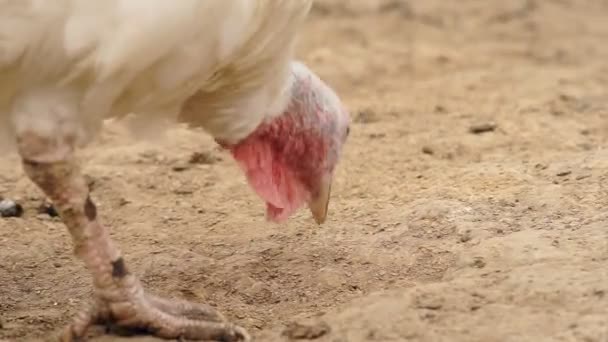 Turkeys in the barnyard — Stock Video