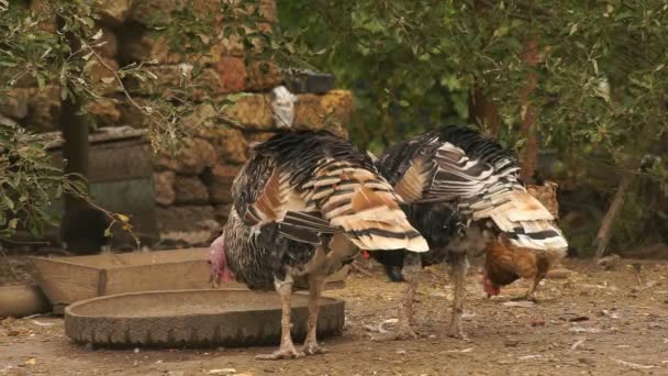 Γαλοπούλες στην barnyard — Αρχείο Βίντεο