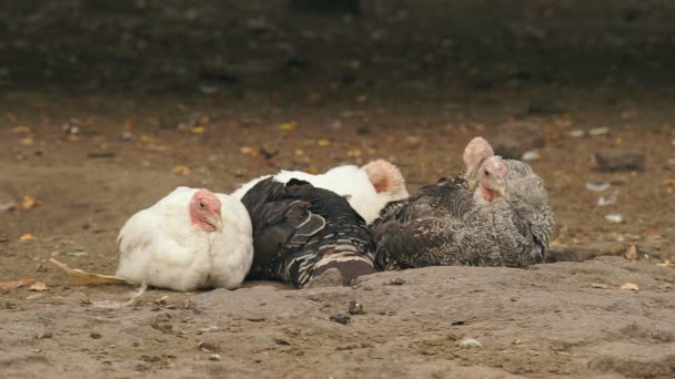 Pavo en el corral — Vídeos de Stock