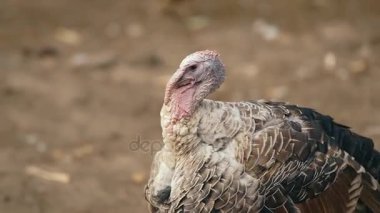 Türkiye'nin çiftlikte