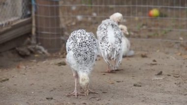 Türkiye'nin çiftlikte