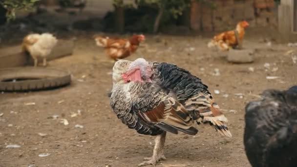 Pavo en el corral — Vídeos de Stock