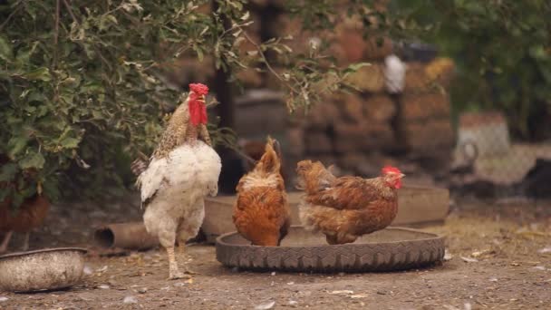 Henne und Hühner — Stockvideo