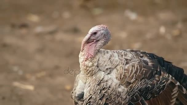 Dindes dans la basse-cour 