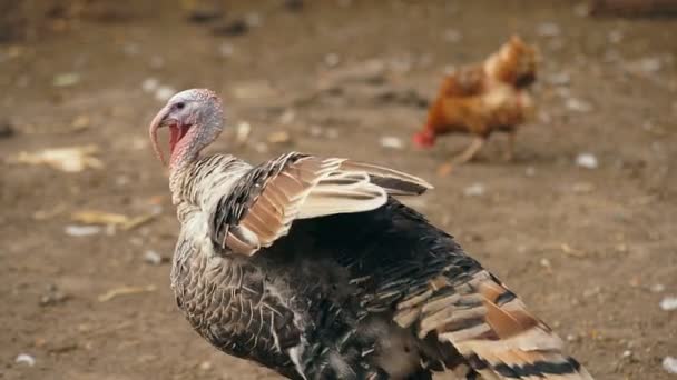 Dindes dans la basse-cour 