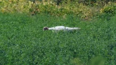 Türkiye'nin çiftlikte