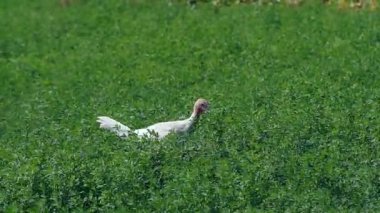 Türkiye'nin çiftlikte