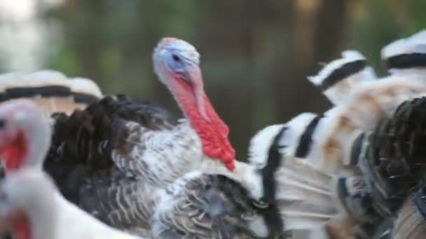 Kalkoenen in de boerderij — Stockvideo