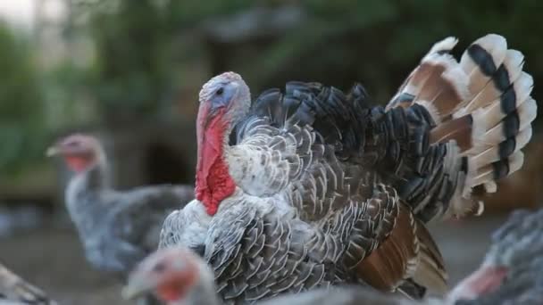 Dindes dans la basse-cour 