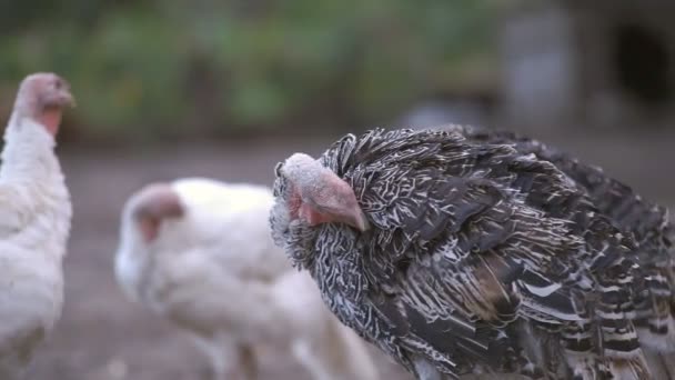 Dindes dans la basse-cour 