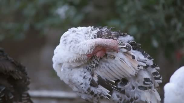 Pavo en el corral — Vídeo de stock