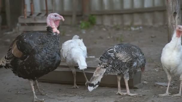 Pavo en el corral — Vídeos de Stock