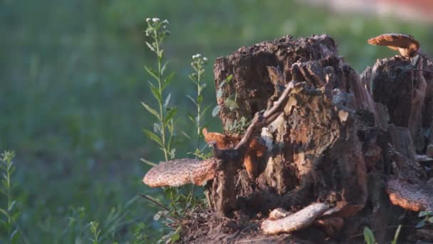 Stump aux champignons — Video