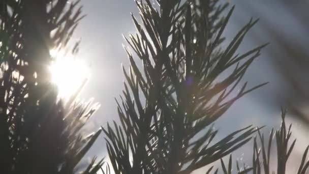 Les branches du Conifère — Video