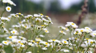 Çiçek papatya alanında
