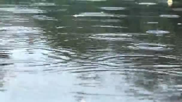 Капли дождя падают в лужи — стоковое видео