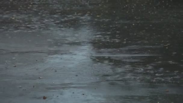 Gotas de chuva caem em poças — Vídeo de Stock