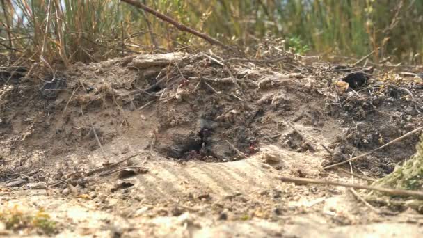 Las hormigas construyen una residencia — Vídeo de stock