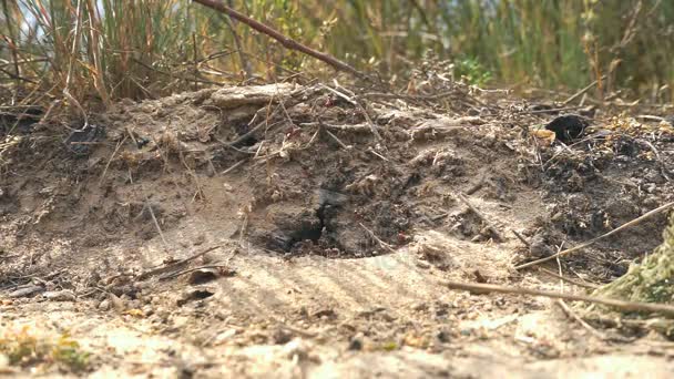 Fourmis Construire une résidence 