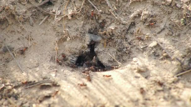 Mieren bouwen een verblijfsvergunning — Stockvideo