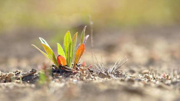 Field Plants in the Sands — Stock Video