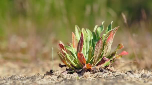 Plantas de campo en las arenas — Vídeos de Stock