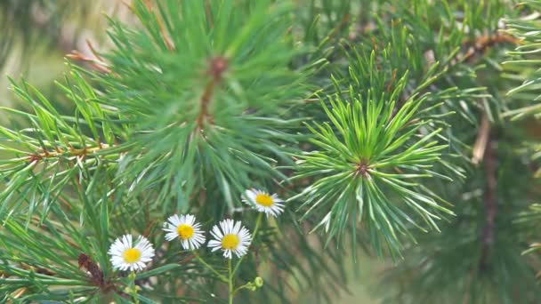 Kwiaty stokrotki w Pines — Wideo stockowe