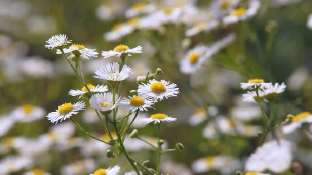 Blumen Gänseblümchen auf dem Feld — Stockvideo