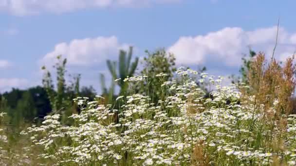 Bloemen madeliefjes in het veld — Stockvideo