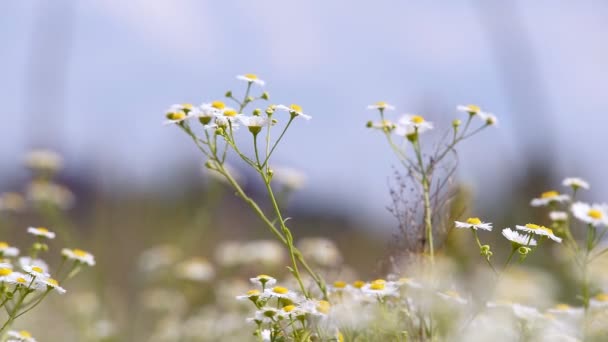 Kwiaty stokrotki w polu — Wideo stockowe