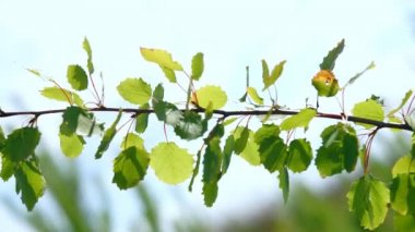 Genç ağacının yaprakları