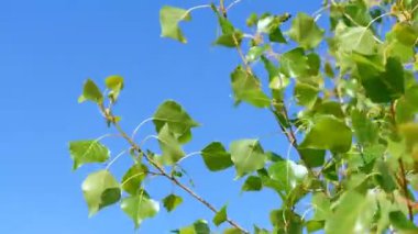 Genç ağacının yaprakları