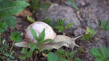 çim Snail