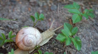 çim Snail