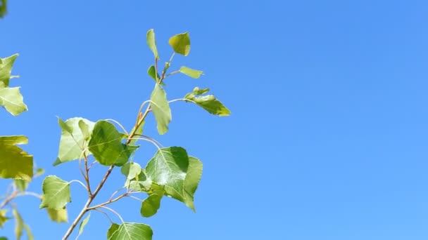 Follaje del árbol joven — Vídeos de Stock