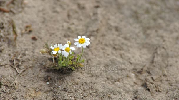 Lonely Chamomile Flowers — Stock Video