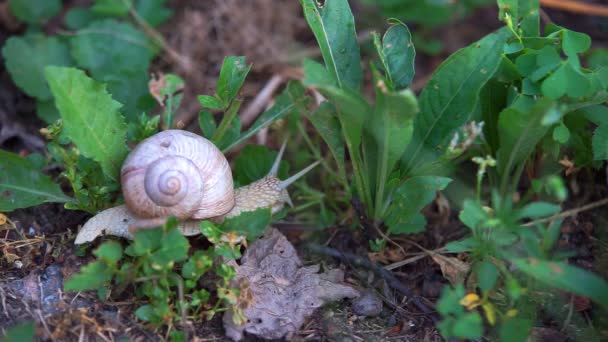 Slak in het gras — Stockvideo