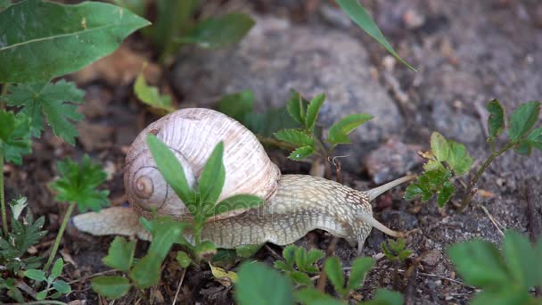 蜗牛在草 — 图库视频影像