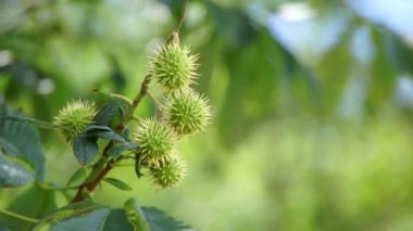 Şube kestane ağacı