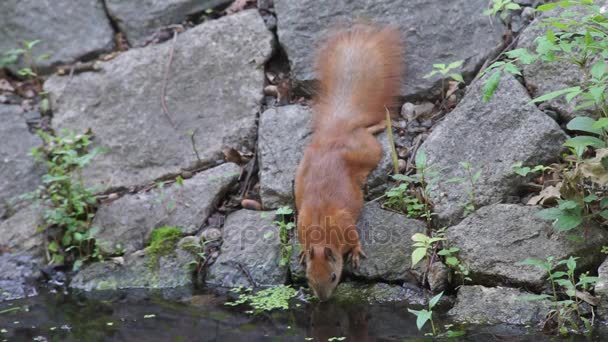 Squirrel drinks water — Stock Video