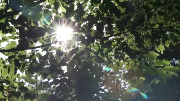 Arbres dans un parc d'été — Video