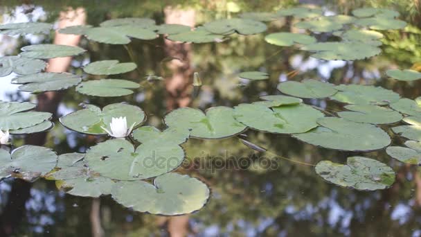 Lirios de agua en un estanque — Vídeos de Stock